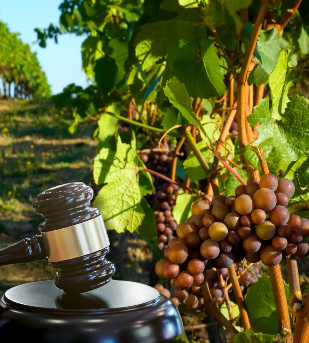 assistenza vitivinicole